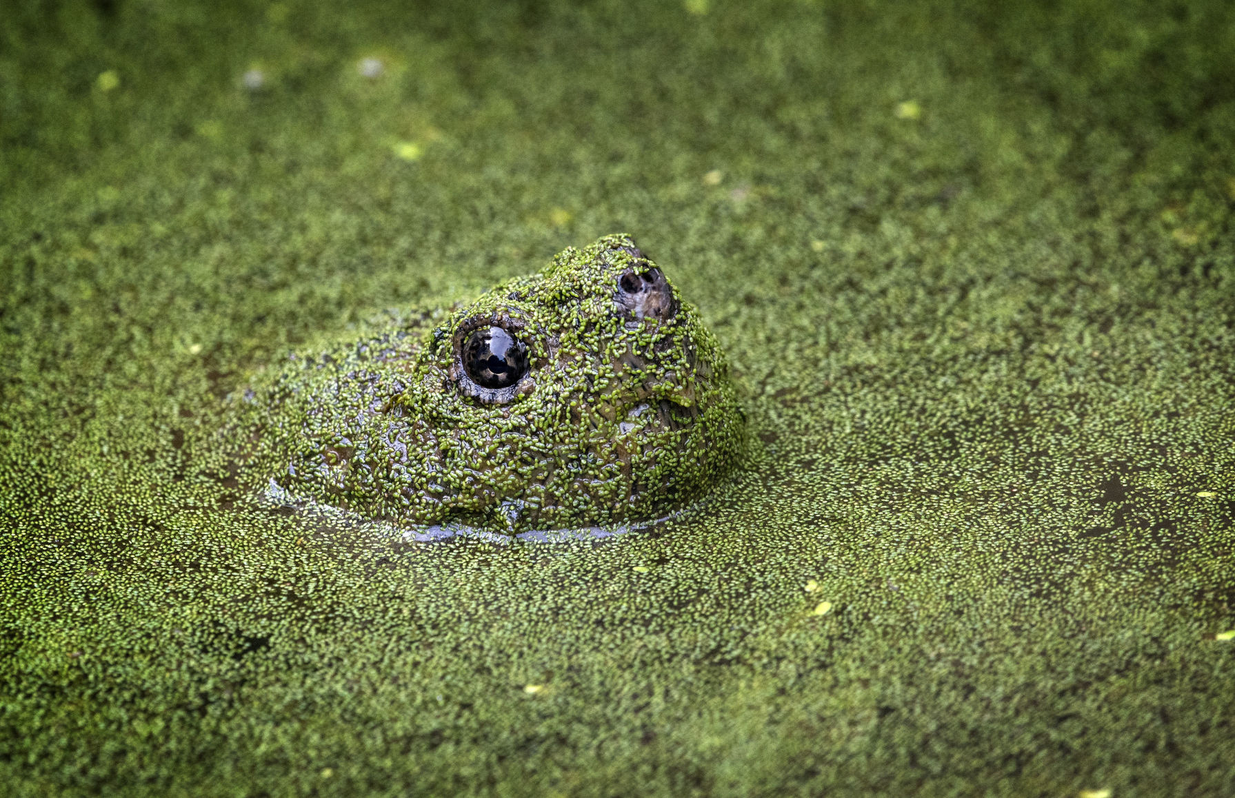 Snapping Turtle
